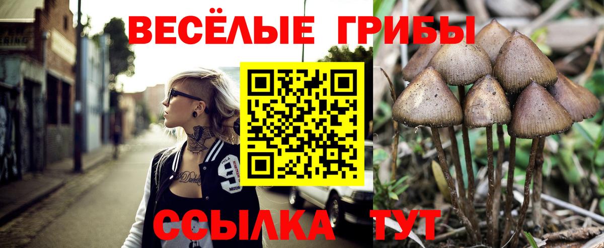 Новозыбков  Галлюциногенные грибы ЛСД  Галлюциногенные грибы Psilocybe  Вход с VPN 